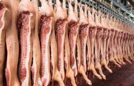 Producătorii de carne de porc avertizează asupra riscurilor importurilor - agroexpert.md