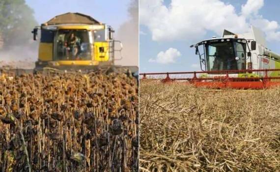 Засушливая погода ухудшает прогнозы по урожаю рапса и подсолнечника в ЕС - agroexpert.md