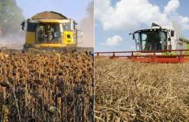 Засушливая погода ухудшает прогнозы по урожаю рапса и подсолнечника в ЕС - agroexpert.md