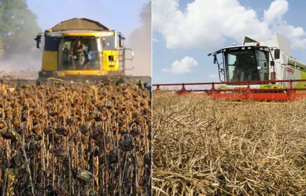 Засушливая погода ухудшает прогнозы по урожаю рапса и подсолнечника в ЕС - agroexpert.md