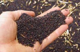 В Украине ведется дискуссия вокруг введения пошлины на экспорт рапса - agroexpert.md