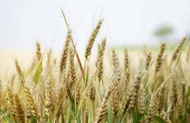Unde și la ce prețuri exportăm orzul - agroexpert.md exporturi de orz
