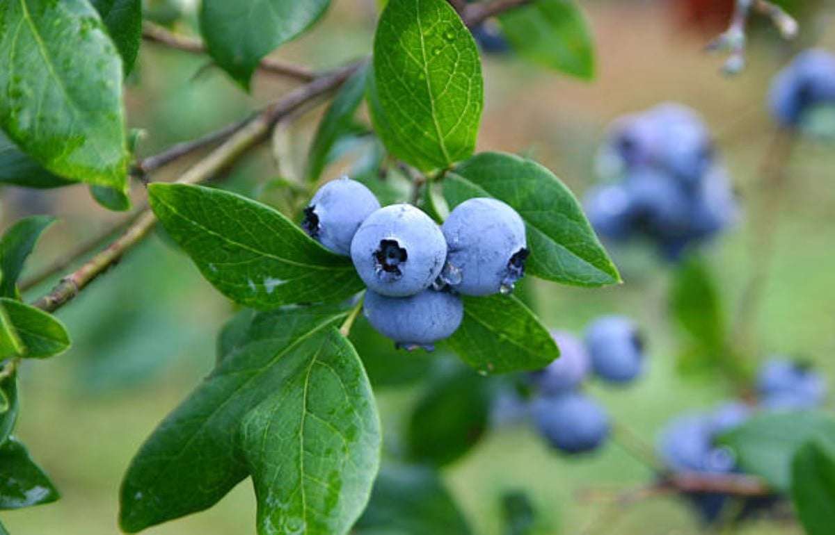 Мировой рынок голубики: погода вносит коррективы в географию поставок - agroexpert.md