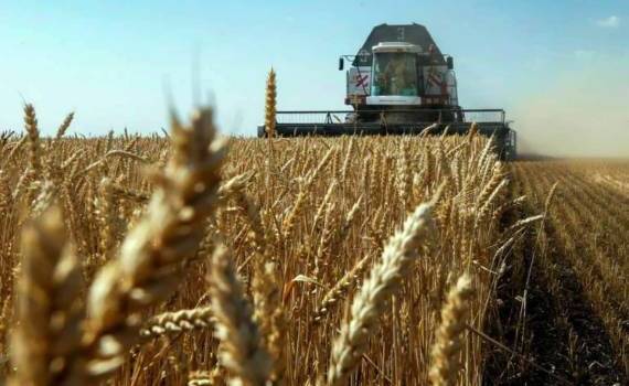 Румыния в этом году может получить лучший урожай пшеницы с 2020 года - agroexpert.md