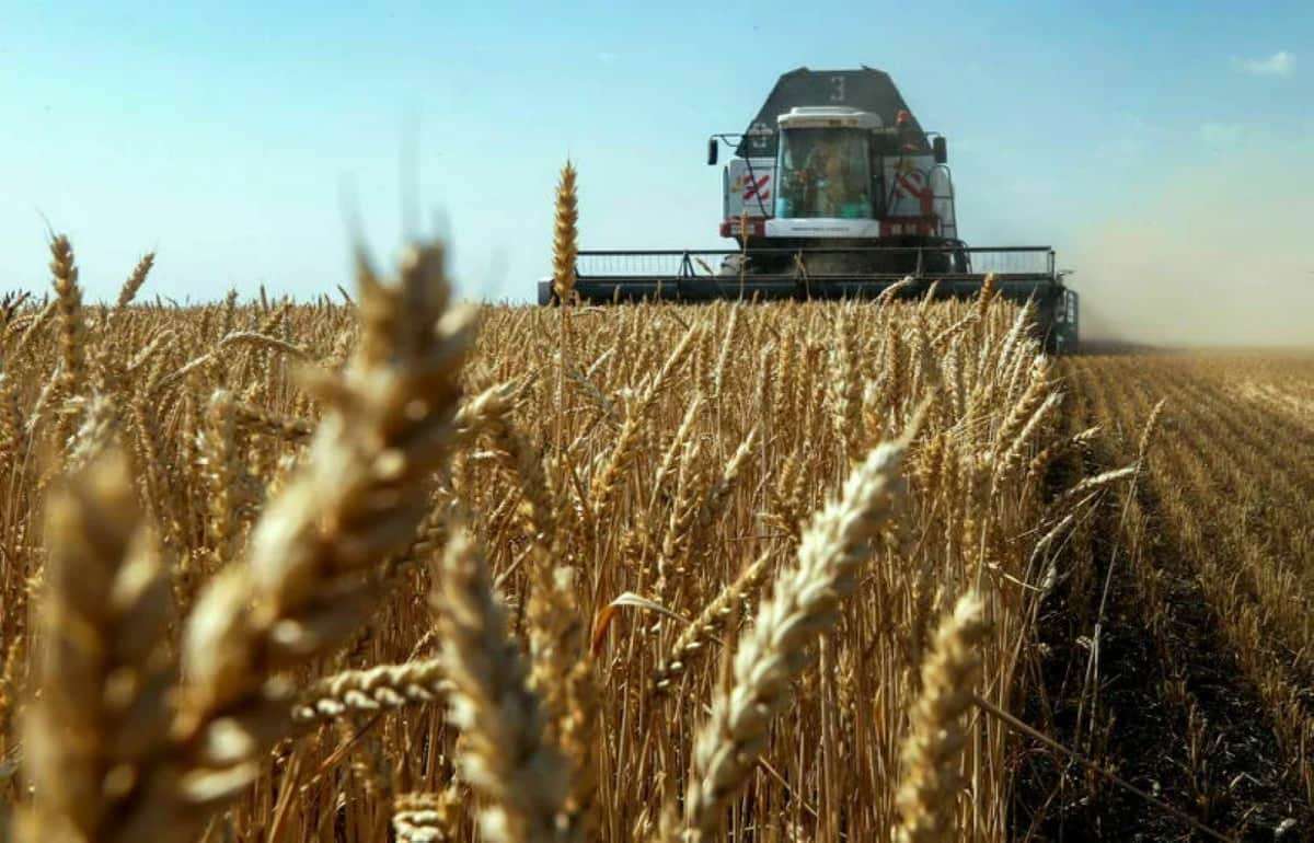 Румыния в этом году может получить лучший урожай пшеницы с 2020 года - agroexpert.md