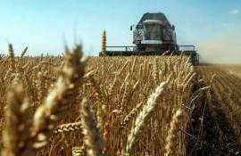 Румыния в этом году может получить лучший урожай пшеницы с 2020 года - agroexpert.md