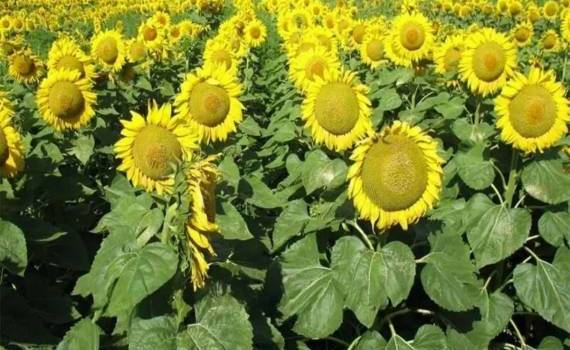 В Молдове растут площади под подсолнечник, а под пшеницу — уменьшаются - agroexpert.md