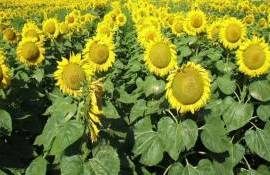 В Молдове растут площади под подсолнечник, а под пшеницу — уменьшаются - agroexpert.md