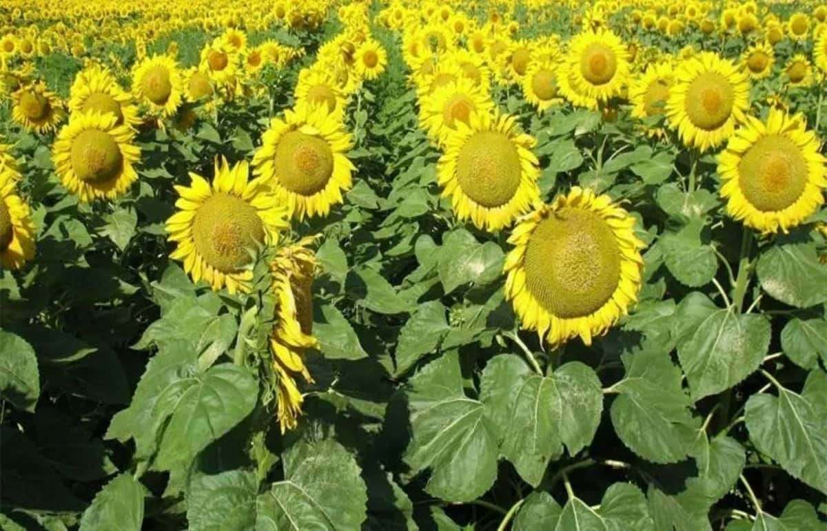 В Молдове растут площади под подсолнечник, а под пшеницу — уменьшаются - agroexpert.md