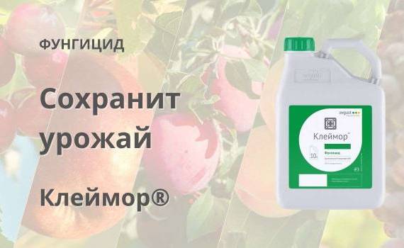 Клеймор® — надёжная защита яблони, винограда и косточковых от гнилей и болезней - agroexpert.md