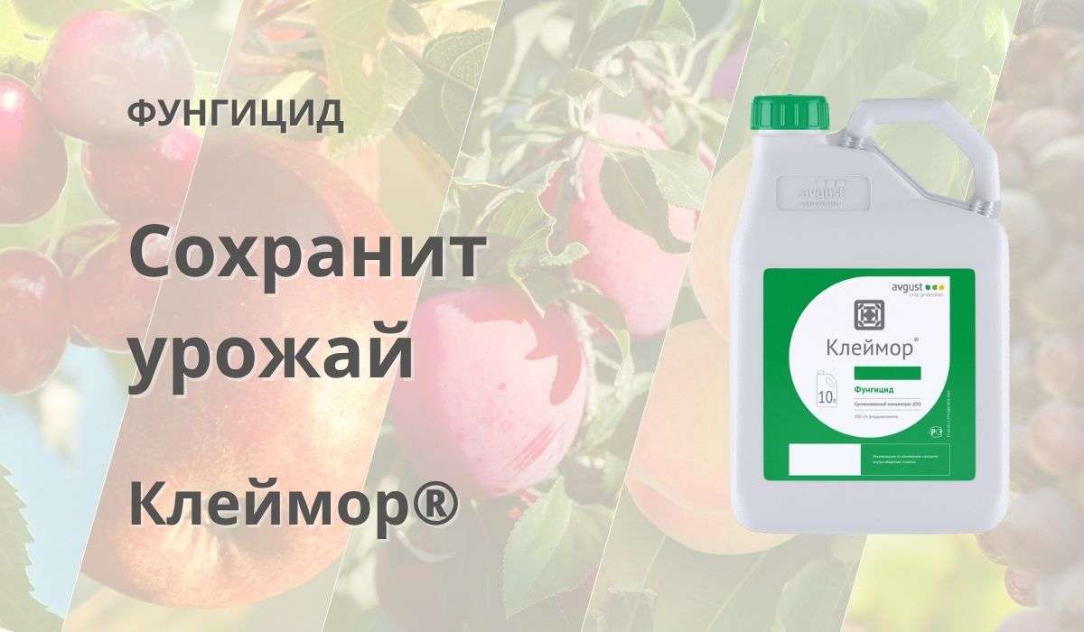 Клеймор® — надёжная защита яблони, винограда и косточковых от гнилей и болезней - agroexpert.md
