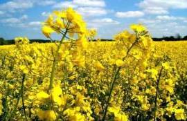 Форвардные цены на рапс в Украине снижаются - agroexpert.md