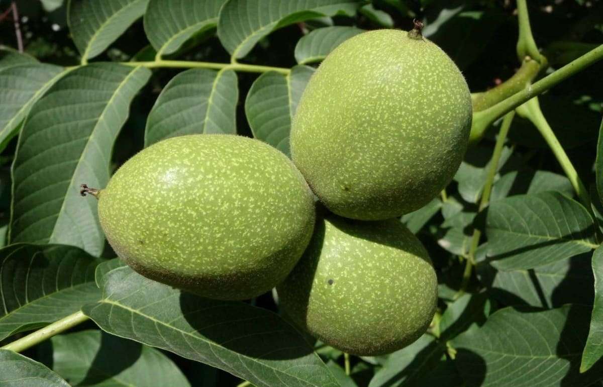 Как повлияли весенние осадки на орехи в Молдове? - agroexpert.md