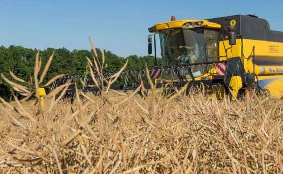 Несмотря на майские дожди, прогноз урожая рапса в Украине пессимистичный - agroexpert.md