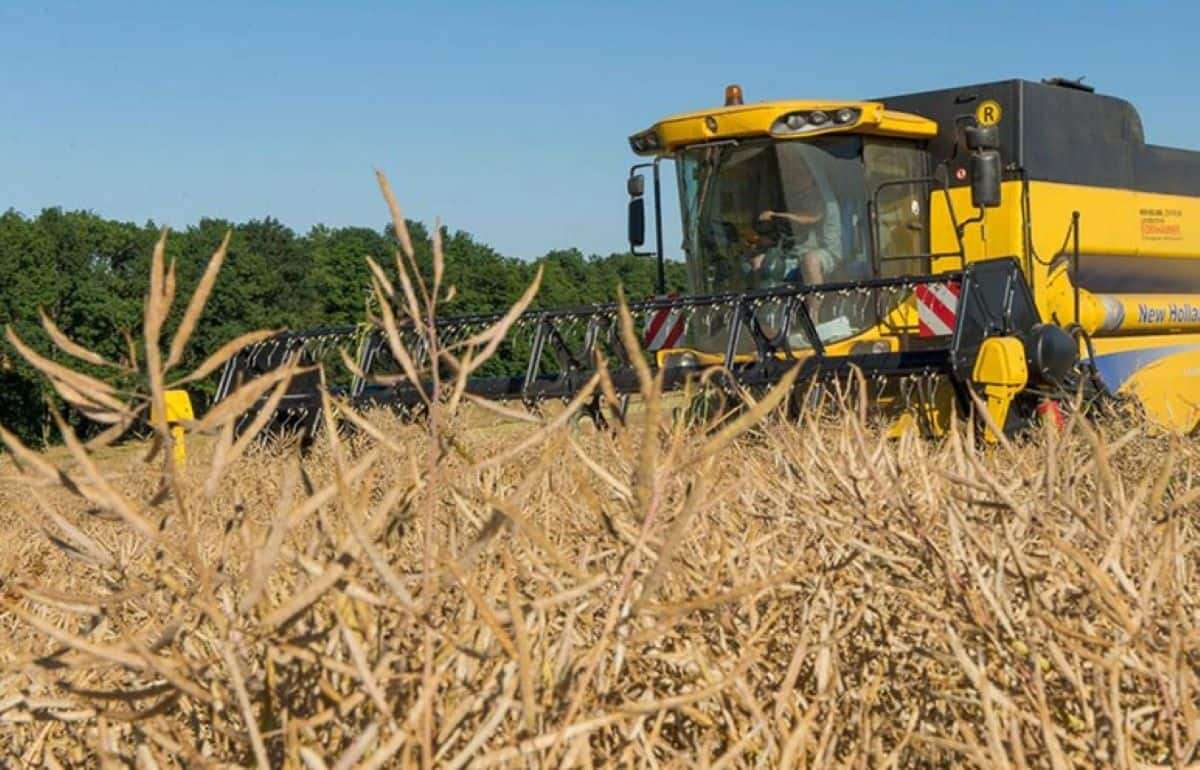 Несмотря на майские дожди, прогноз урожая рапса в Украине пессимистичный - agroexpert.md