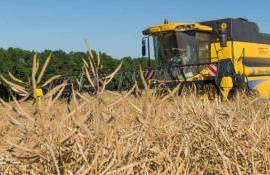 Несмотря на майские дожди, прогноз урожая рапса в Украине пессимистичный - agroexpert.md