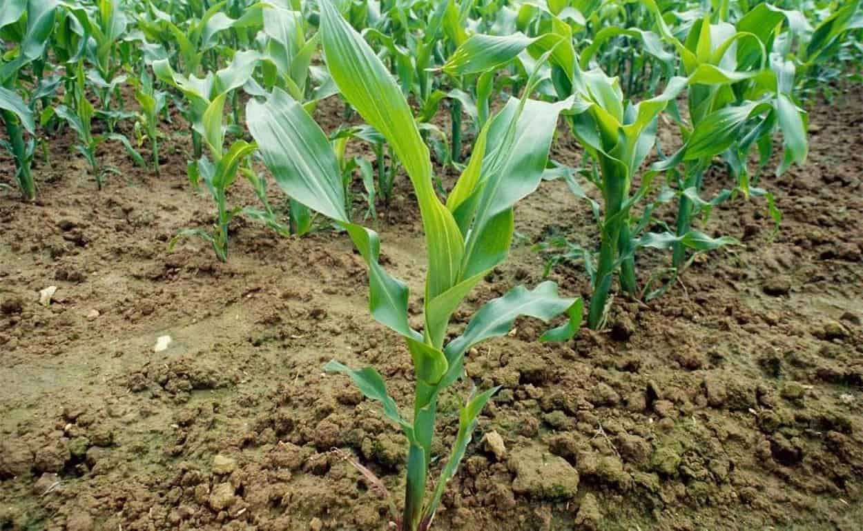 Как правильно считать листья кукурузы для определения фазы развития - agroexpert.md