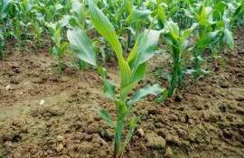 Как правильно считать листья кукурузы для определения фазы развития - agroexpert.md