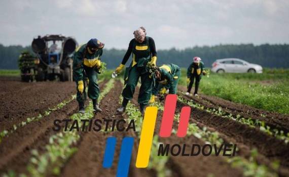 В сельскохозяйственном секторе Молдовы открыто менее тысячи вакансий - agroexpert.md