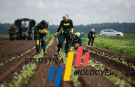 В сельскохозяйственном секторе Молдовы открыто менее тысячи вакансий - agroexpert.md
