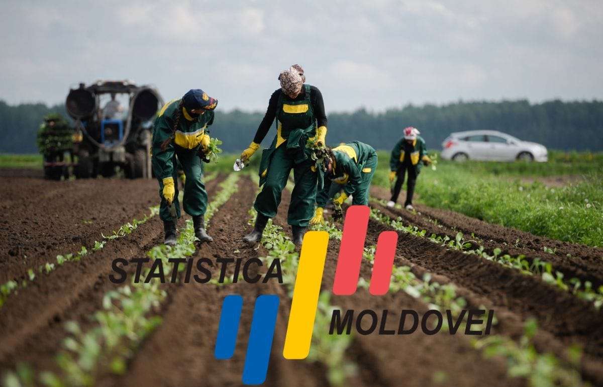 В сельскохозяйственном секторе Молдовы открыто менее тысячи вакансий - agroexpert.md