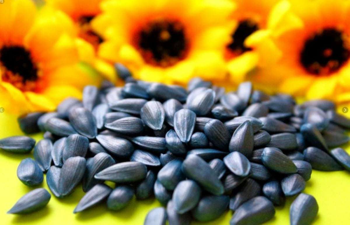 С начала этого года Турция значительно увеличила импорт подсолнечника - agroexpert.md