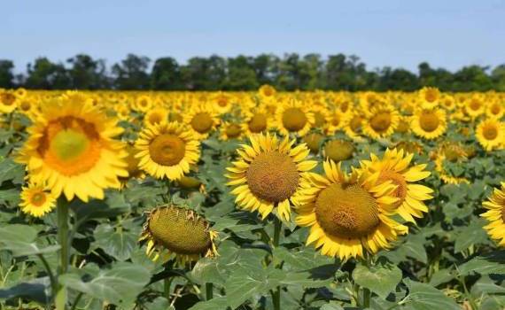 Румыния вновь станет крупнейшим производителем подсолнечника в ЕС - agroexpert.md