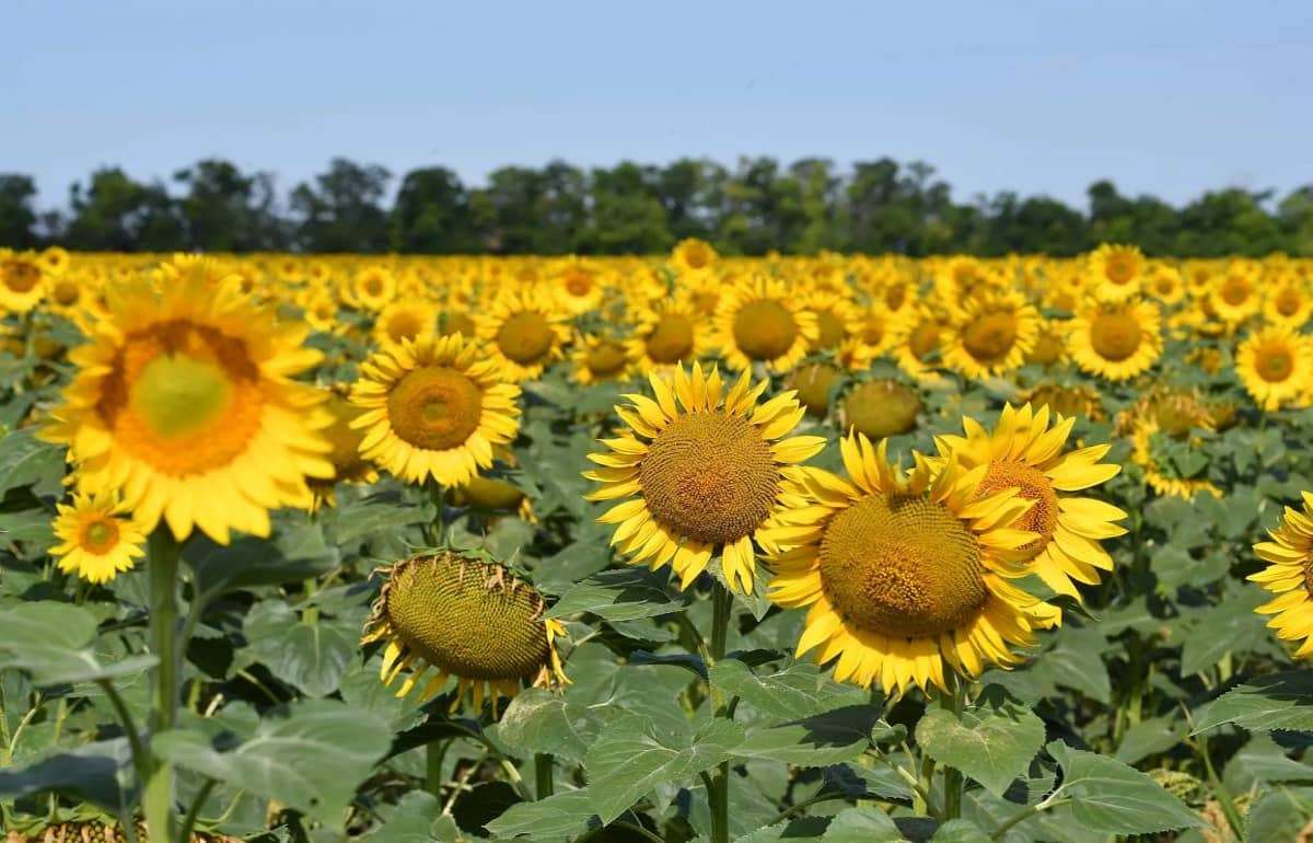 Румыния вновь станет крупнейшим производителем подсолнечника в ЕС - agroexpert.md