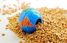 Мировая торговля зерном и масличными культурами продолжает расти - agroexpert.md