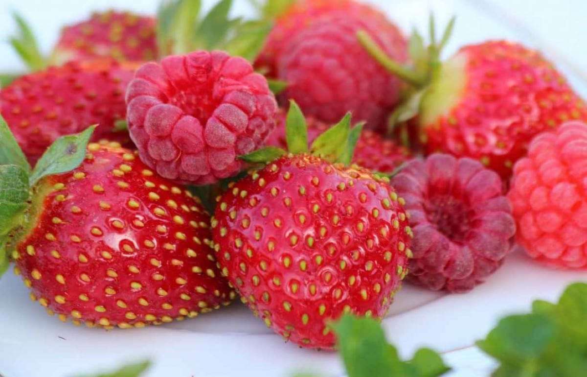 В Молдове значительно выросли экспорт и внутреннее потребление ягод - agroexpert.md