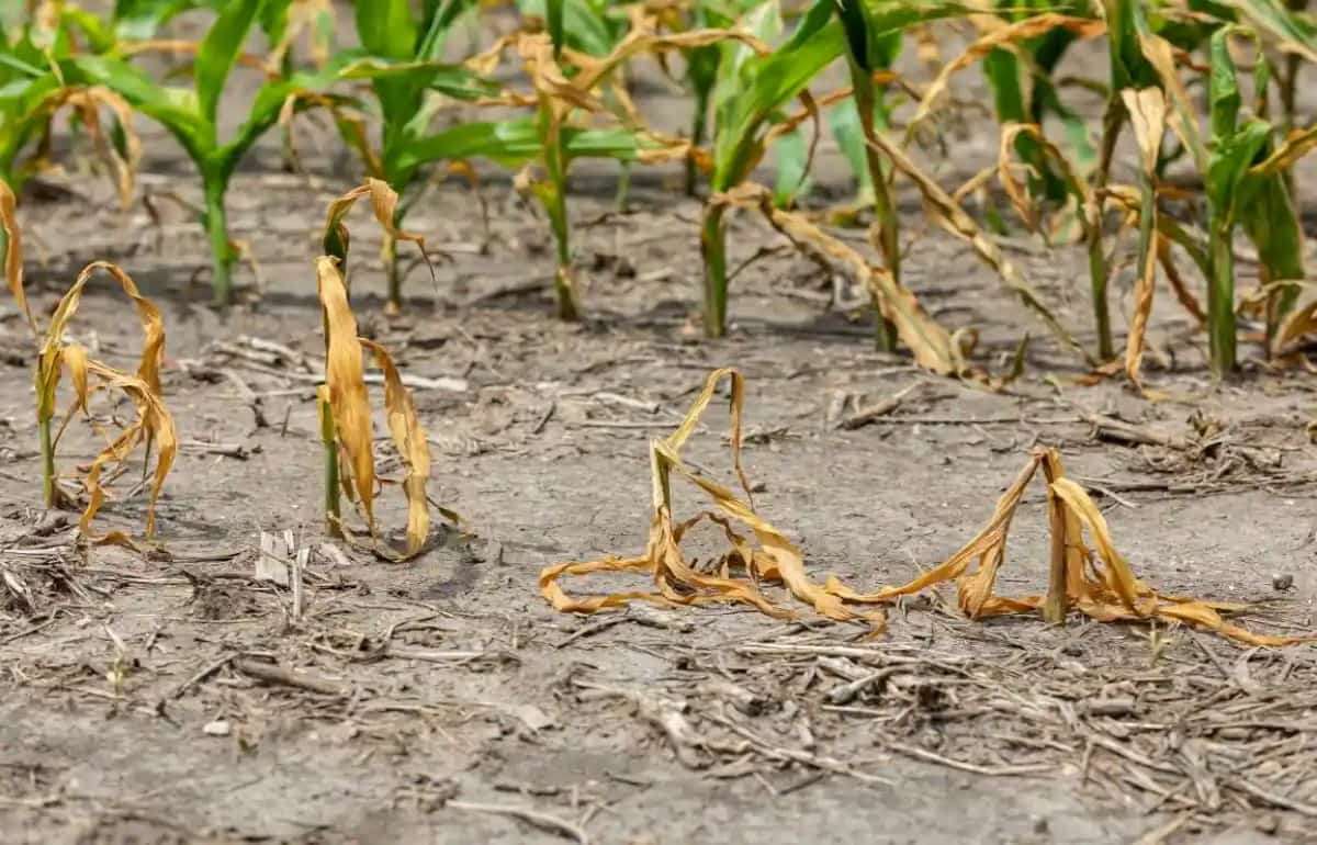 Euronews: Засуха угрожает сельскому хозяйству и энергетике Европы - agroexpert.md