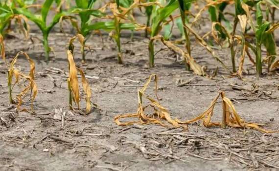 Euronews: Засуха угрожает сельскому хозяйству и энергетике Европы - agroexpert.md