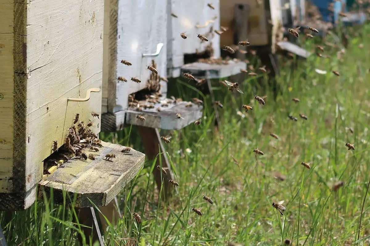 Cu ce tratamente trebuie să intervină apicultorii - agroexpert.md