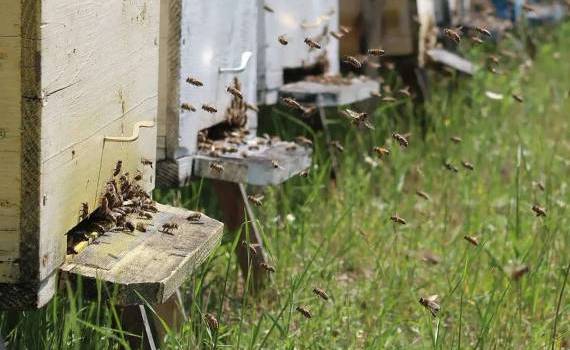 Cu ce tratamente trebuie să intervină apicultorii - agroexpert.md