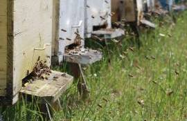Fără cules în natură: Cu ce tratamente trebuie să intervină apicultorii