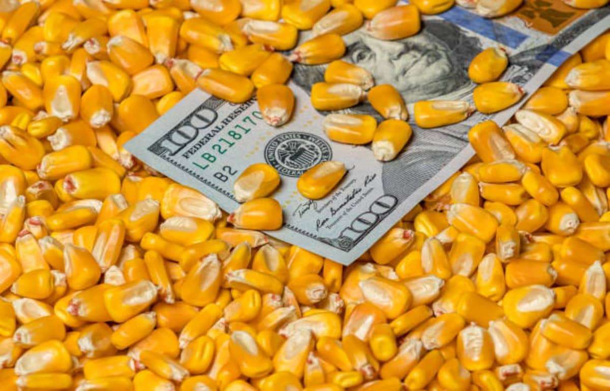 ФАО зафиксировала значительное снижение мировых цен на кукурузу в мае - agroexpert.md