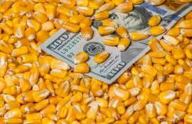 ФАО зафиксировала значительное снижение мировых цен на кукурузу в мае - agroexpert.md