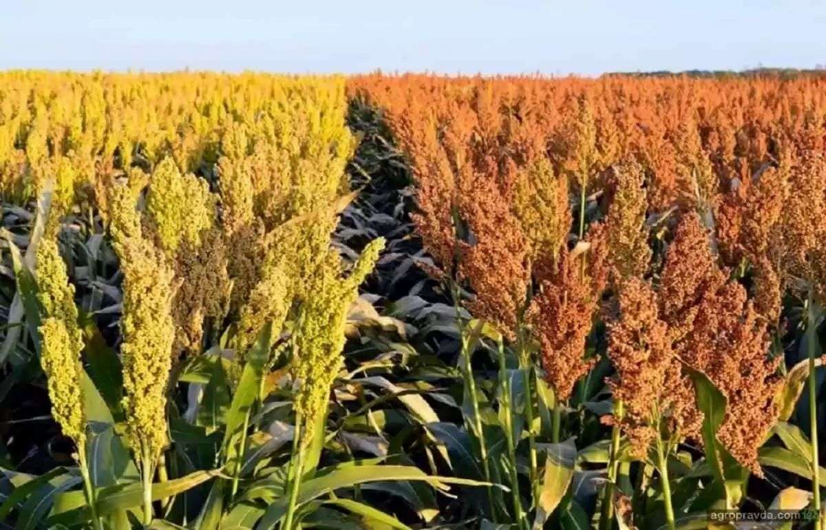 Почему сорго не смогло стать альтернативой кукурузе в Молдове - agroexpert.md