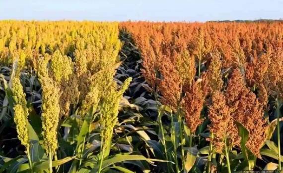 Почему сорго не смогло стать альтернативой кукурузе в Молдове - agroexpert.md