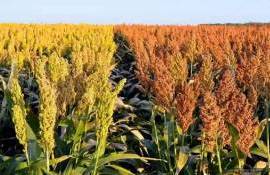 Почему сорго не смогло стать альтернативой кукурузе в Молдове - agroexpert.md
