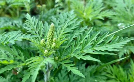 Минсельхоз призвал уничтожать амброзию из-за угрозы для урожая - agroexpert.md