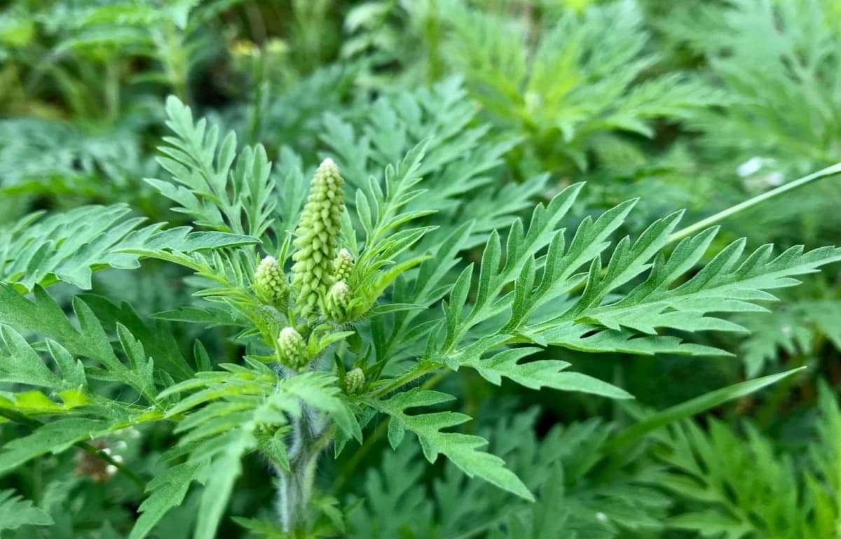Минсельхоз призвал уничтожать амброзию из-за угрозы для урожая - agroexpert.md