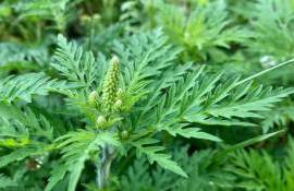 Минсельхоз призвал уничтожать амброзию из-за угрозы для урожая - agroexpert.md