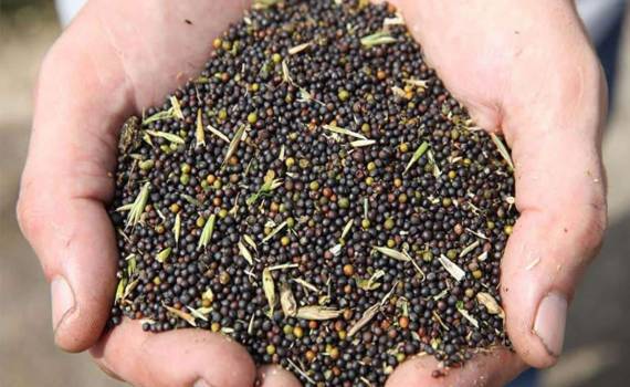 Причины снижение стоимость рапса в Украине на прошлой неделе - agroexpert.md