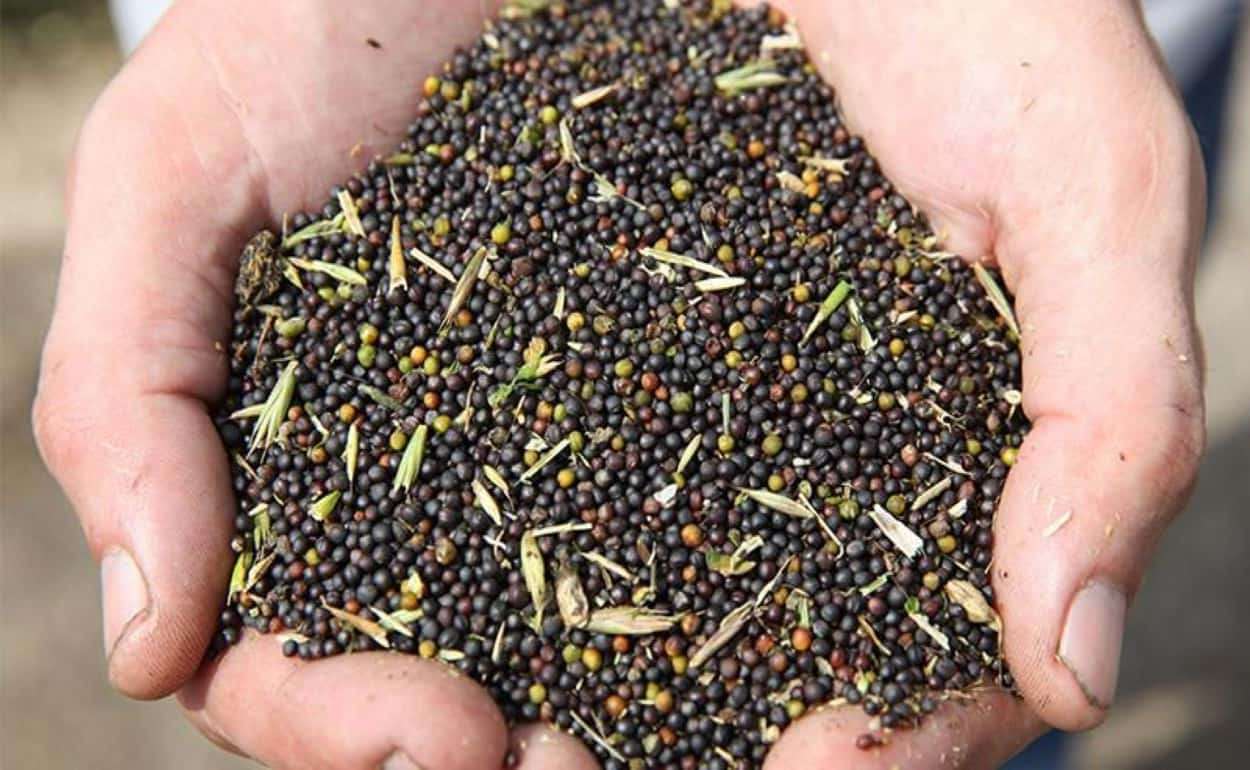 Причины снижение стоимость рапса в Украине на прошлой неделе - agroexpert.md