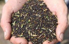 Причины снижение стоимость рапса в Украине на прошлой неделе - agroexpert.md