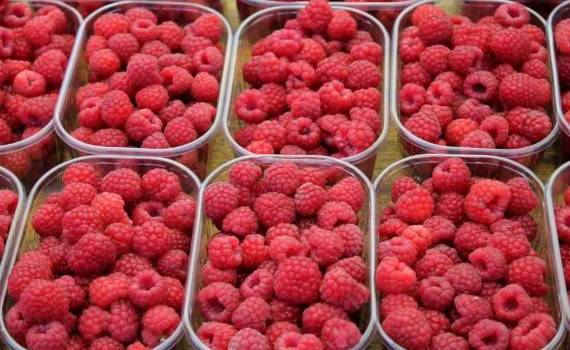 В Молдове в продаже появилась первая в этом году местная малина - agroexpert.md