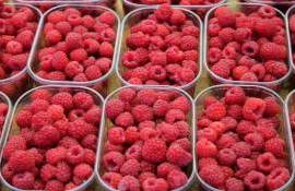 В Молдове в продаже появилась первая в этом году местная малина - agroexpert.md