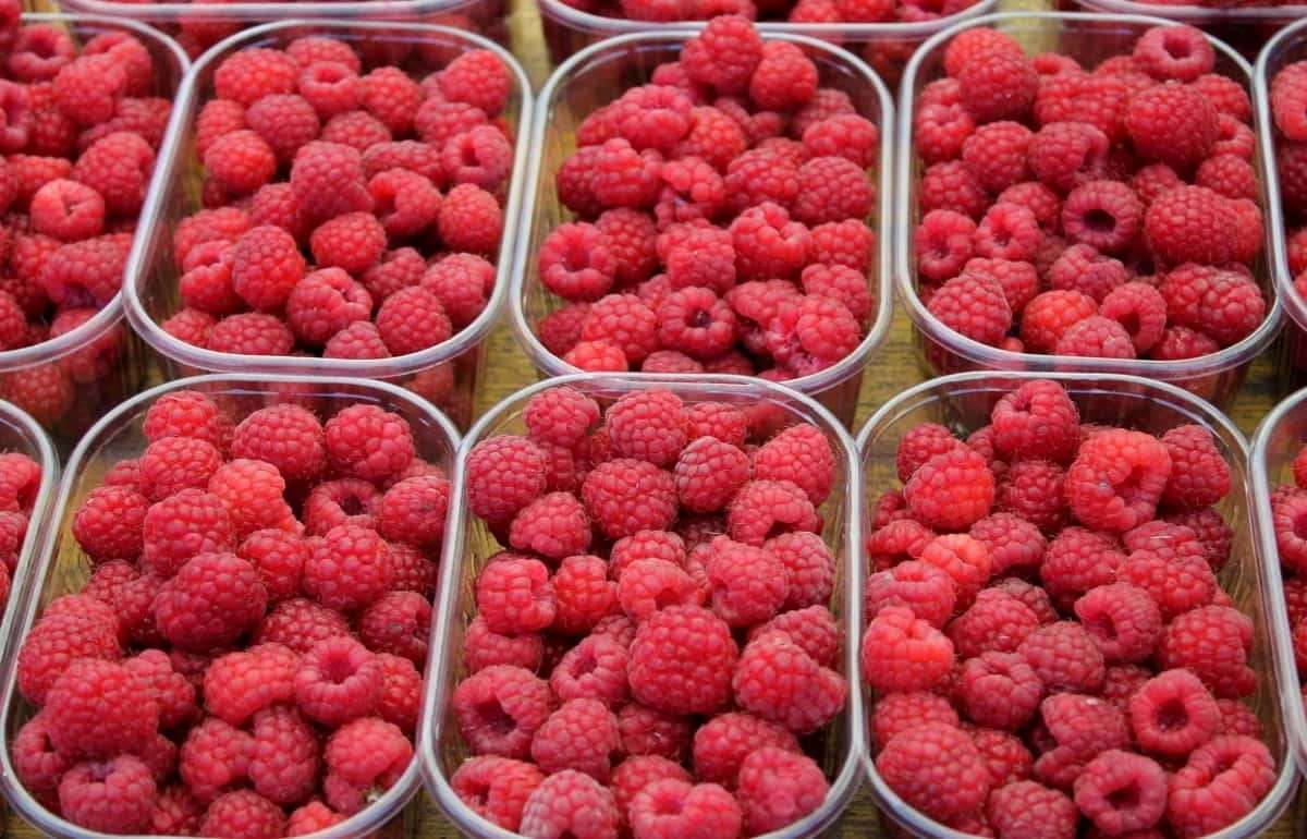 В Молдове в продаже появилась первая в этом году местная малина - agroexpert.md