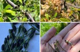 Bilanțul pierderilor după înghețuri: Care recolte au fost compromise - agroexpert.md